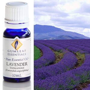 Lavender tasmanian essential oil