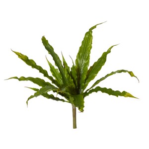 Asplenium Fern 30cm Gn