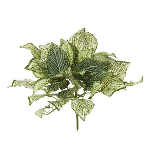 Fittonia Bush 25x30x25cm Varigated