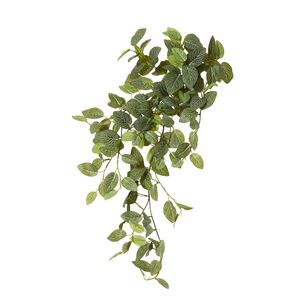 Fittonia Hanging Bush 75cm Gn