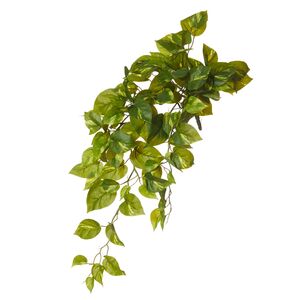 Pothos Hanging Bush 66cm Grn