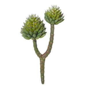 Crested Succulent 19cm Green