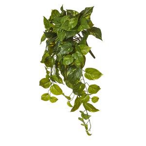 Pothos LL Hanging Bush 73cm Green