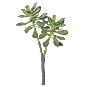 Echeveria Stem 16x12x29cm Green