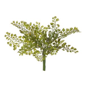 Green Maiden Hair Fern