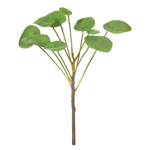 Money Plant 25x25x36cm Green