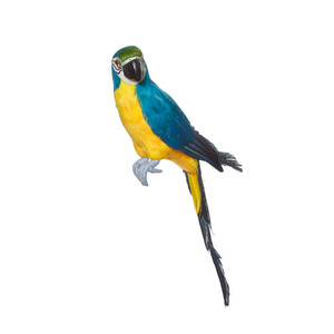Parrot