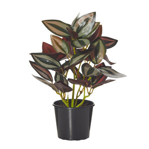 Wandering Jew-Garden Pot 25cm