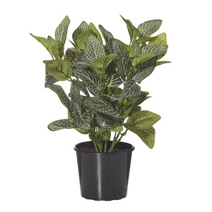 Fittonia-Garden Pot 25cm