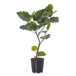 Ficus Umbrellata Plant-Garden 83cm - BULK ITEM