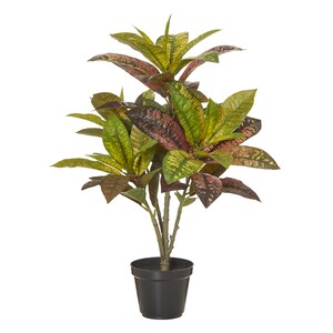 Croton Plant-Garden Pot 60cmGn