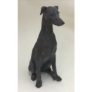 Andrew dog (greyhound)