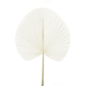 White Fan Palm Leaf 