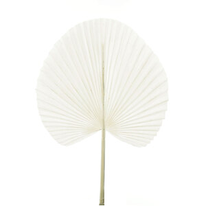 White Fan Palm Leaf