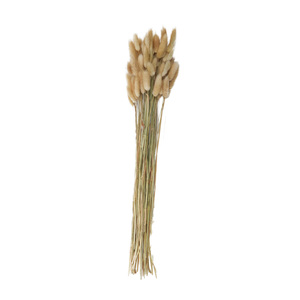 Lagurus Dried Bunch 60cm Natural - BULK ITEM