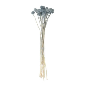 Billy Button Preserved Bunch 60cm Grey