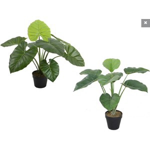 60cm pothos/taro plants in pot 2ass